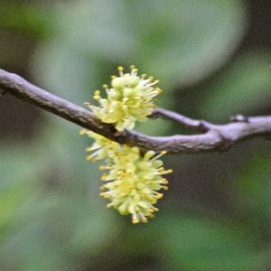 wild lime flower